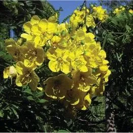 thumbnail for publication: Cassia leptophylla, Gold Medallion Tree